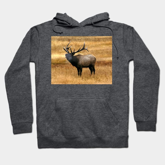 Bugling Bull Elk Photo Hoodie by DeniseBruchmanPhotography